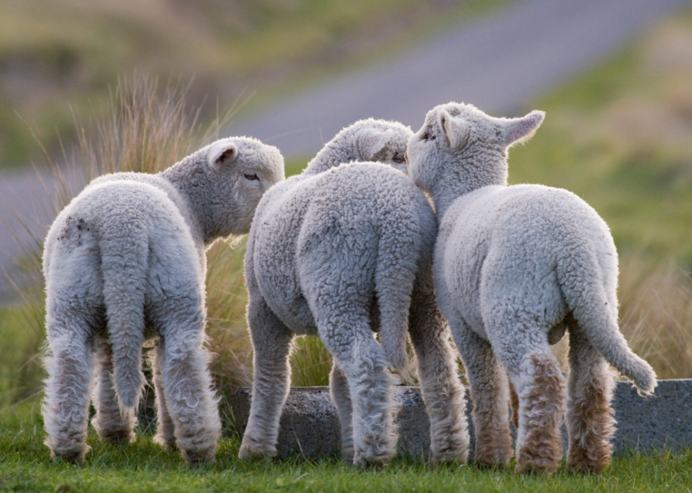 Lambs